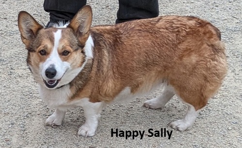 adult corgi mother Sally 